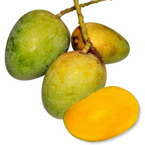 Mango Farm