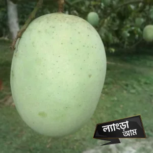 ১২ কেজি ল্যাংড়া আম